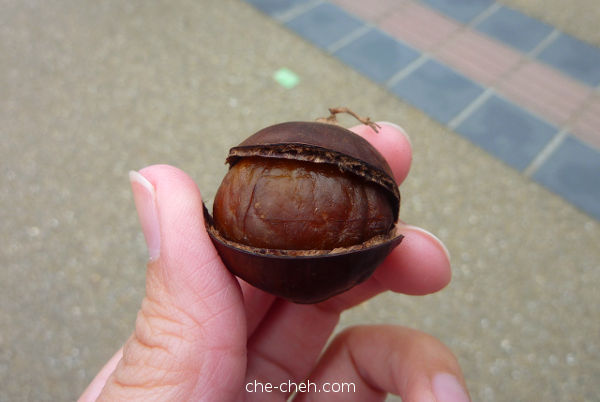 Chestnut @ Nara